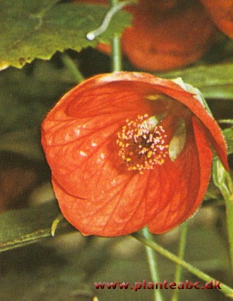 Klokketræ - Abutilon hybridum