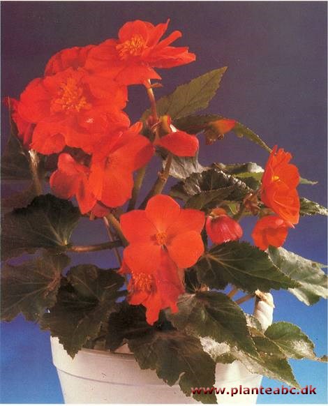 Knoldbegonie - Begonia tuberhybrida