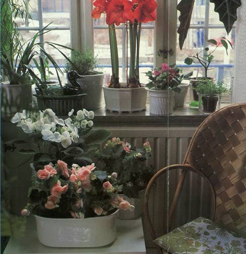 Knoldbegonie - Begonia tuberhybrida