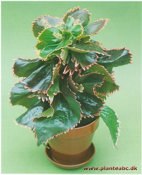 Kobberblad - Acalypha wilkesiana-hybrider