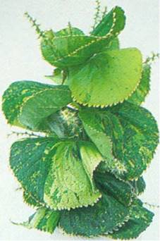 Kobberblad - Acalypha wilkesiana-hybrider