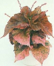 Kobberblad - Acalypha wilkesiana-hybrider