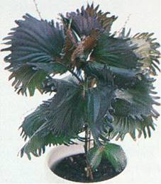 Kobberblad - Acalypha wilkesiana-hybrider