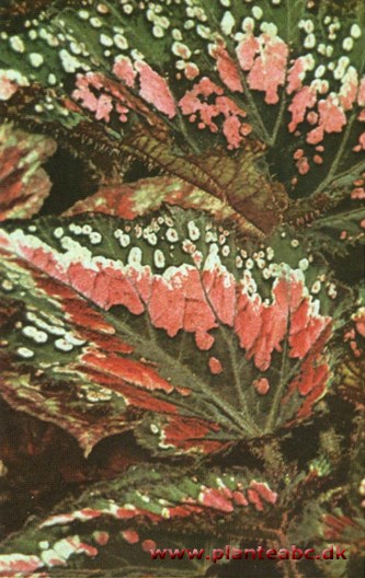 Kongebegonie - bladbegonie - Begonia x rex
