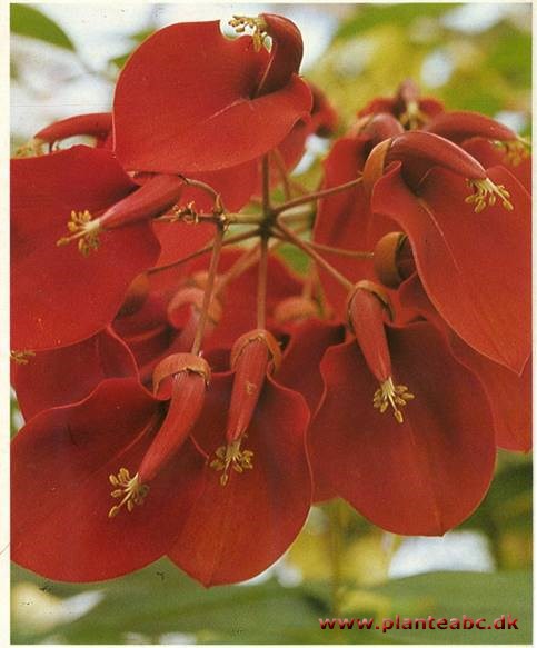 Koralbusk - Erythrina crista-galli