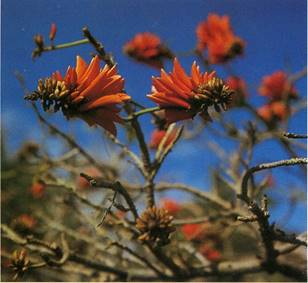 Koralbusk - Erythrina crista-galli