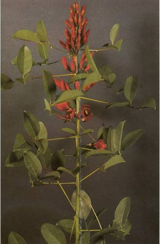 Koralbusk - Erythrina crista-galli