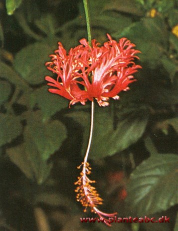 Koralhibiscus - frynset hibiscus - Hibiscus schizopetaius