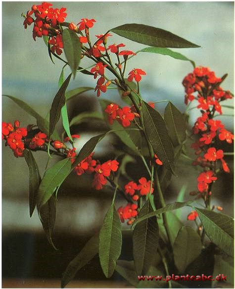 Koralranke - Euphorbia fulgens