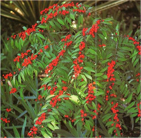 Koralranke - Euphorbia fulgens