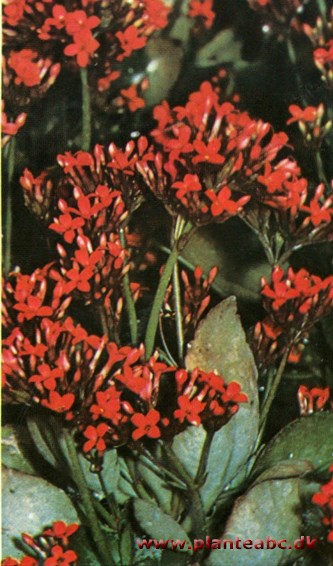 Koraltop - ildtop - Kalanchoe blossfeldiana