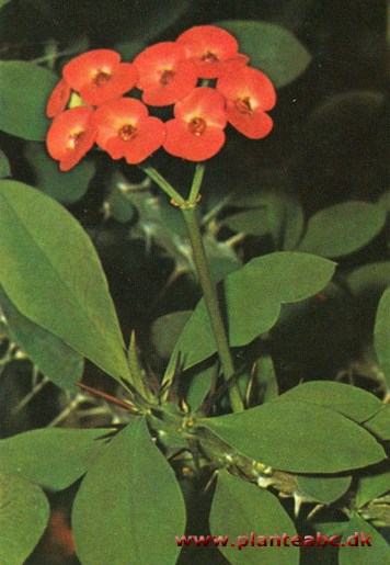 Kristi tornekrone - Euphorbia splendens - (E. milii)