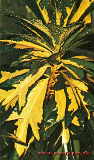 Kroton - Codiaeum variegatum var. pictum