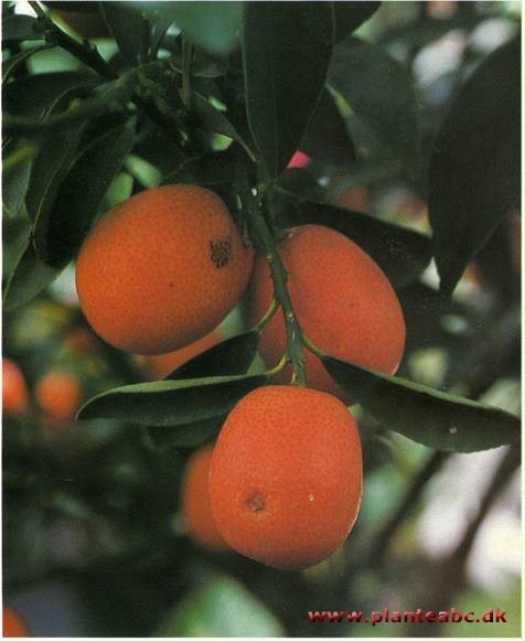 Kumquat - Fortunella japonica