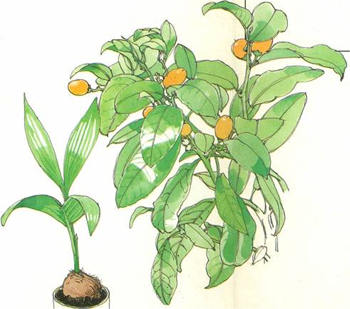 Kumquat - Fortunella japonica