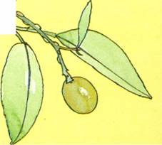 Kumquat - Fortunella japonica