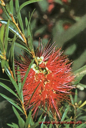 Lampepudser - Callistemon citrinus (c. lanceolatus)