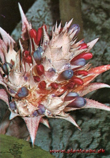 Lanseroset - Aechmea fasciata