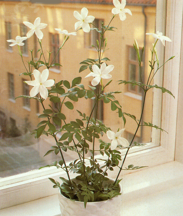 Lægejasmin - Jasminum offinale