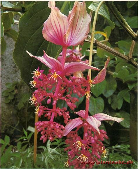 Medinilla - Medinilla magnifica 2