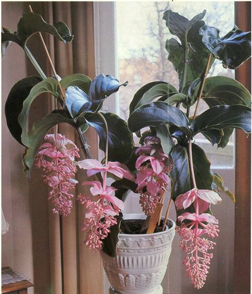 Medinilla - Medinilla magnifica 2