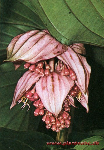 Medinilla - Medinilla magnifica