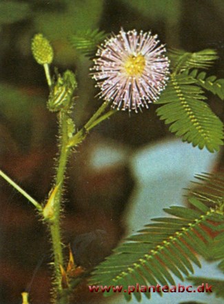 Mimose - Mimosa pudica