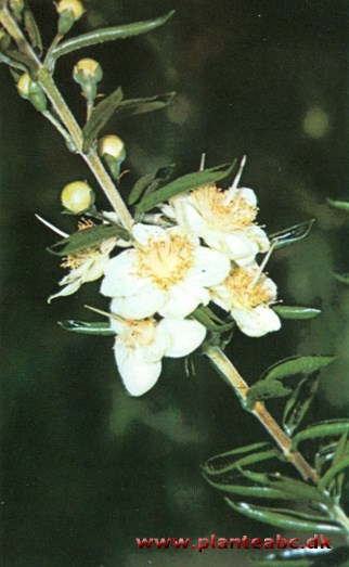 Myrte - Myrtus communis