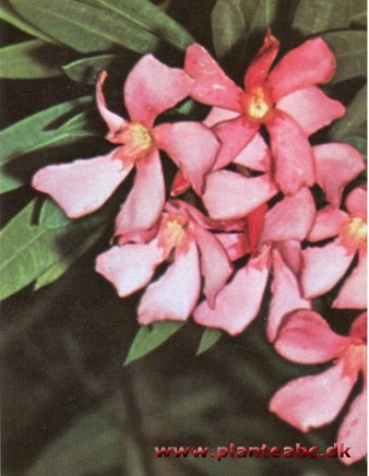 Nerie - oleanderbusk - Nerium oleander