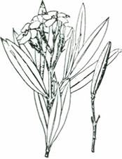 Nerie - oleanderbusk - Nerium oleander
