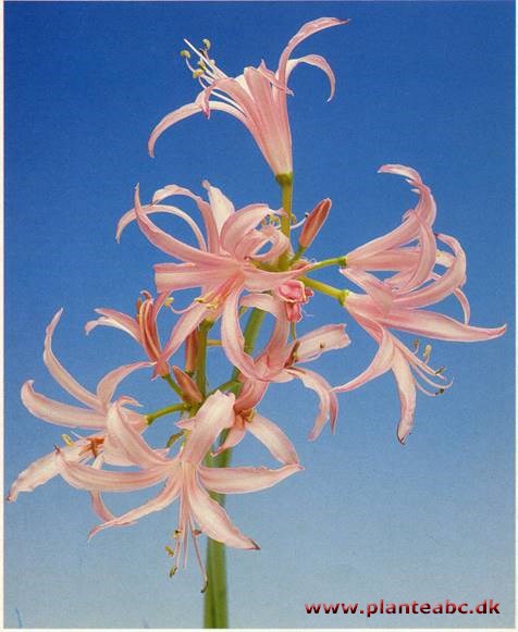 Nerine - Nerine