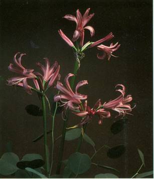 Nerine - Nerine