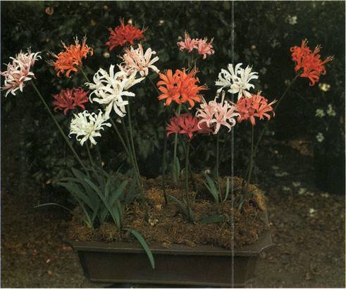 Nerine - Nerine