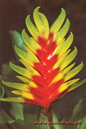 Papegøjefjer - Vriesia carinata