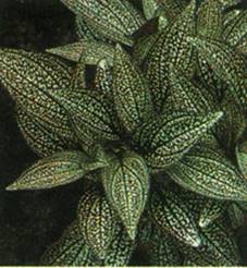 Perleblad - Sonerila margaritacea