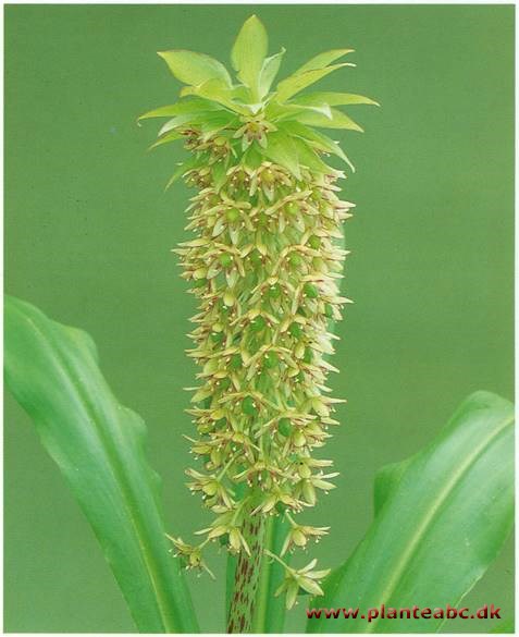 Pragtlys - Eucomis comosa