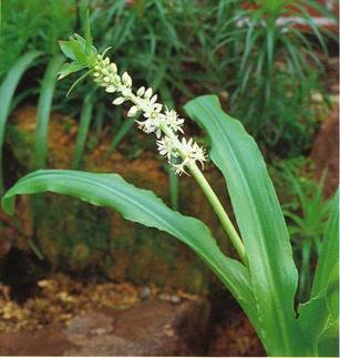 Pragtlys - Eucomis comosa