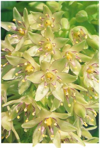 Pragtlys - Eucomis comosa