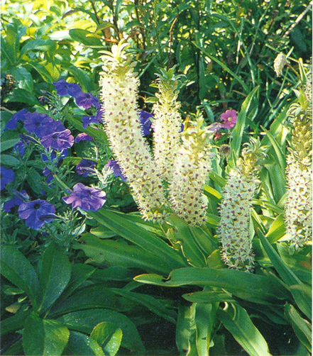 Pragtlys - Eucomis comosa