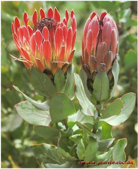 Protea - Protea