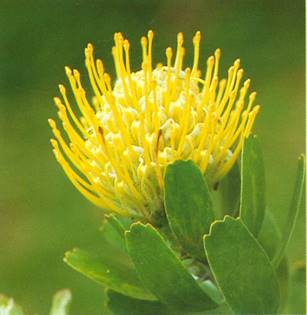 Protea - Protea
