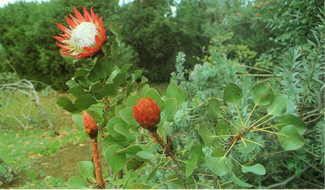 Protea - Protea