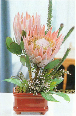Protea - Protea