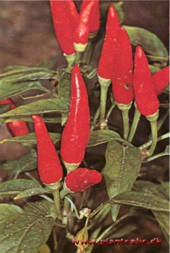 Prydpeber - spansk peber - Capsicum annuum