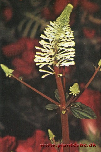Reseda-dværgpeber - Peperomia resedaeflora