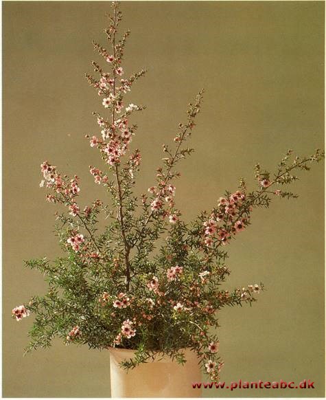 Rosenmyrte - Leptospermum scoparium