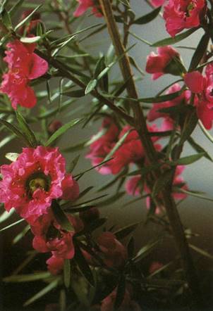 Rosenmyrte - Leptospermum scoparium