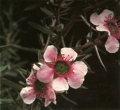 Rosenmyrte - Leptospermum scoparium