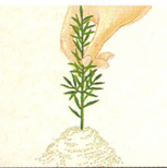 Rosenmyrte - Leptospermum scoparium