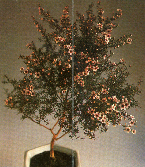 Rosenmyrte - Leptospermum scoparium